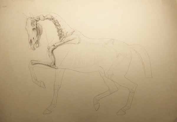 Anatomical Study of a Prancing Horse